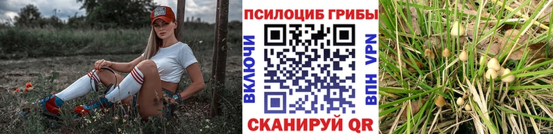 Псилоцибиновые грибы Psilocybine cubensis  Заводоуковск 